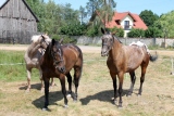 Zdjęcie:  style=